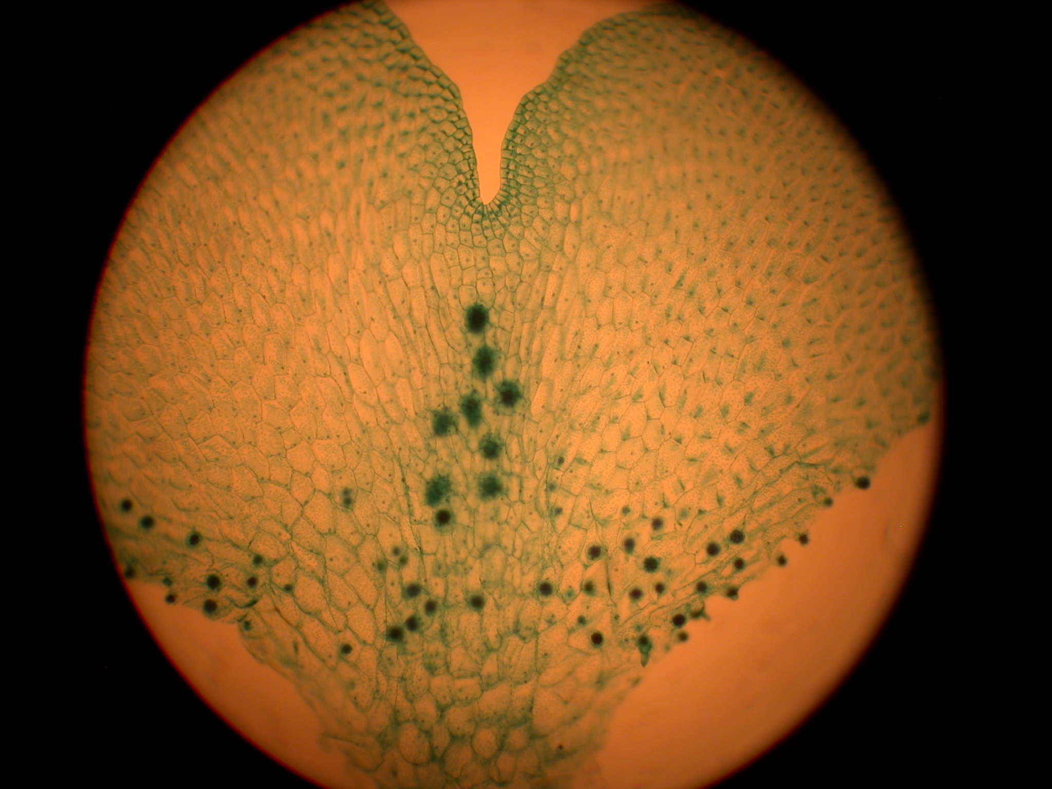 Plant Diversity Slides 6